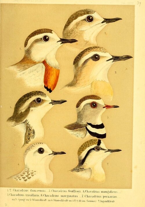 Eine ornithologische Übersicht von Heuglin aus dem Jahr 1869.